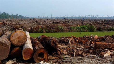 Bagong solusyon sa pagkakalbo ng kagubatan hangad ng Forest .